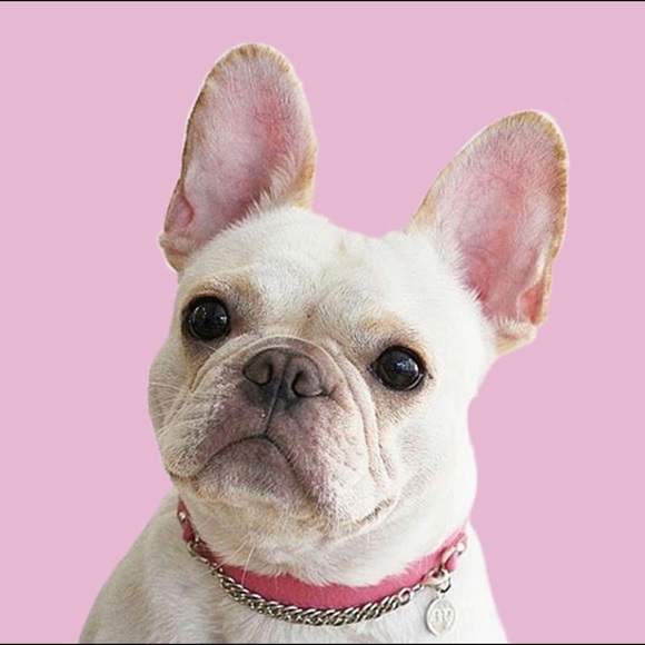 MOSHIQA Beige Leather Silver Chain Dog Collar M Frenchie Luxury Designer Pet Y2K - Picture 16 of 16